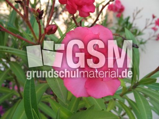 Oleander 001.jpg